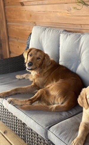 Photo of Scarlet