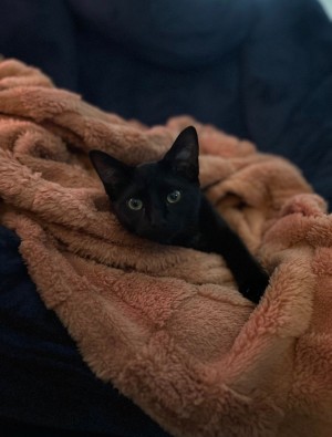 Photo of Stella