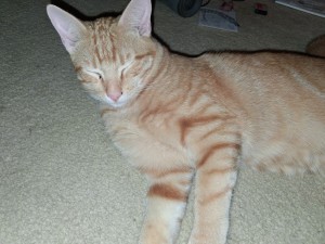 Photo of Tinky