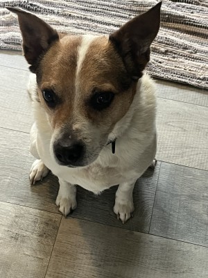Photo of Bandit