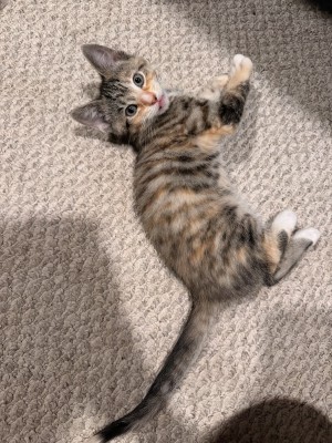 Photo of Peaches