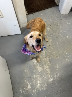 Photo of Daisy