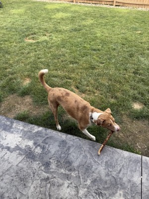 Photo of Scarlet
