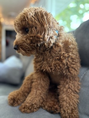 Photo of Maverick