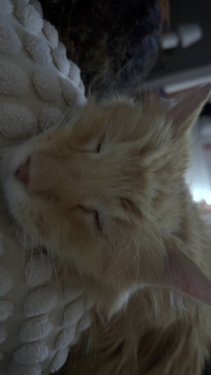 Photo of Simba