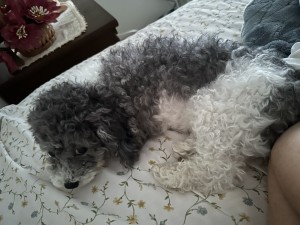 Photo of Blu