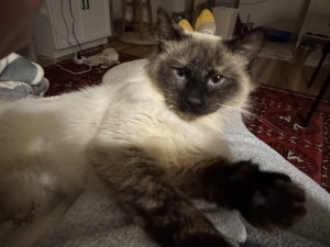 Photo of Frida