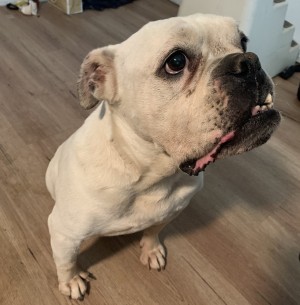 Photo of Bella