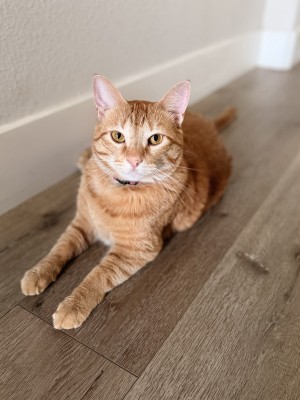 Photo of Pumpkin