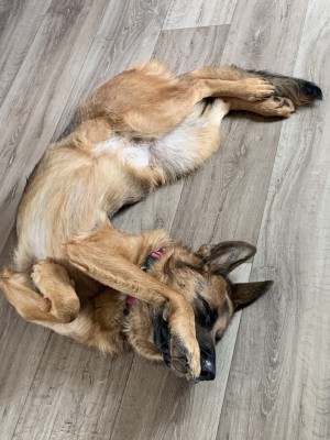 Photo of Freya