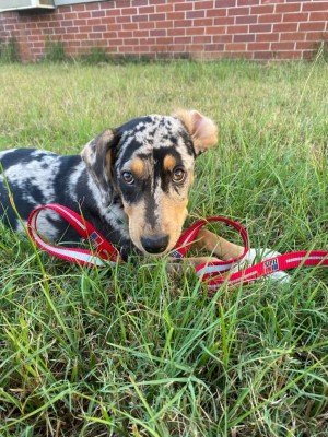 Photo of Scoopy