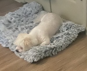 Photo of Luna