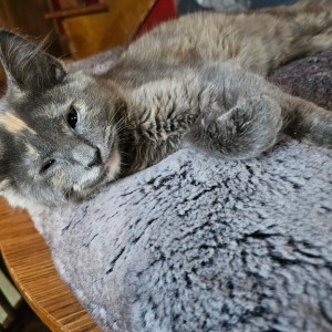 Photo of Googly