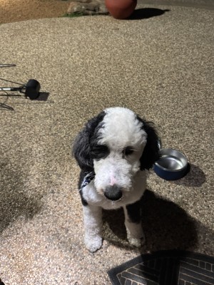 Photo of Oliver