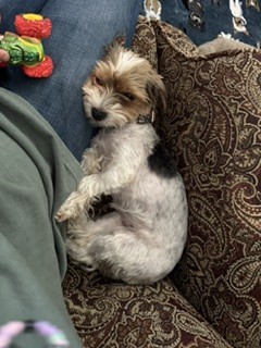 Photo of Ginger
