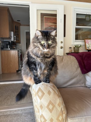 Photo of Magnus