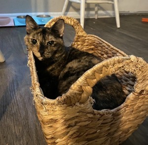 Photo of Pepper