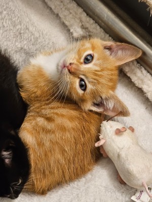 Photo of Reginald