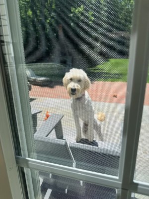 Photo of Indy