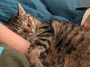 Photo of Tigress