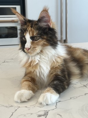 Photo of Chloe