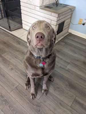 Photo of Smokey