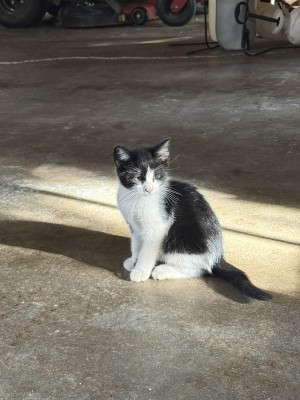 Photo of Smudge