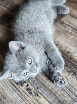 Photo of Catnip Everdeen