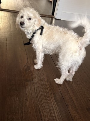 Photo of Kobe