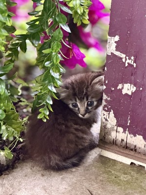 Photo of Windy