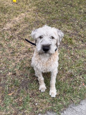 Photo of Chester