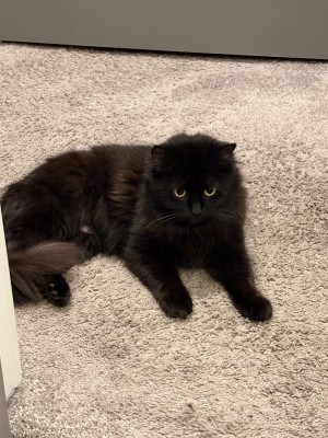 Photo of Toothless