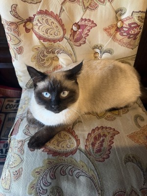 Photo of Muffin