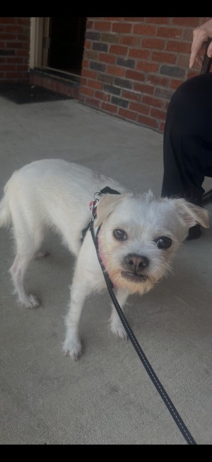 Photo of Lacey