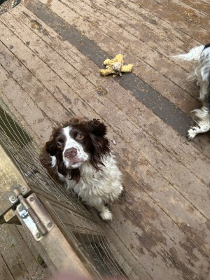 Photo of Koa