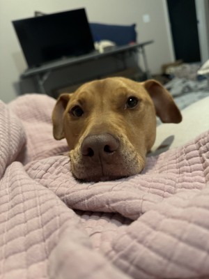 Photo of Remi