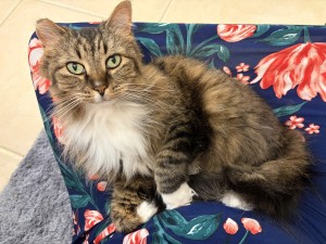 Photo of Daphne