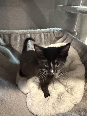 Photo of Kitty1