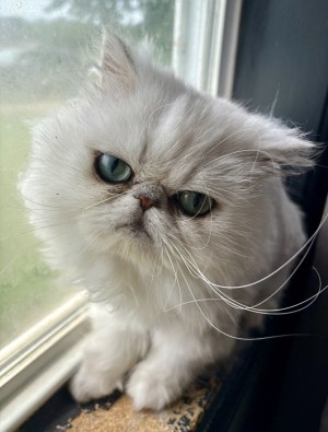 Photo of Sterling