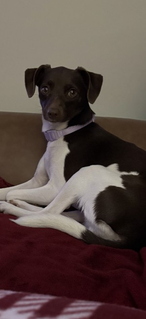 Photo of Shelby