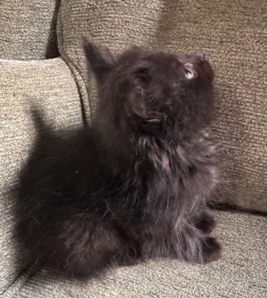 Photo of Milo