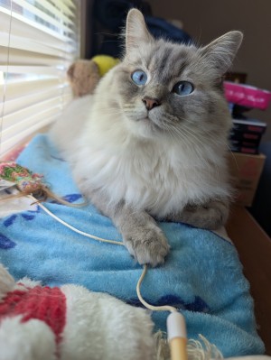 Photo of Ollie