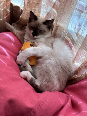Photo of Beni