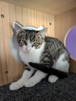 Photo of Kiwi