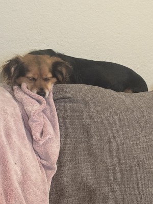 Photo of Sadie