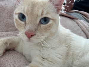 Photo of Boots