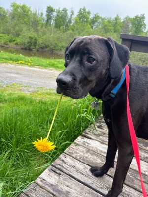 Photo of Rollo
