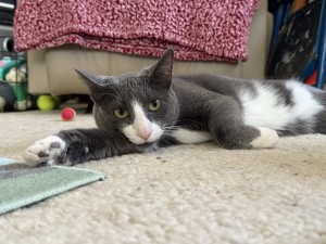 Photo of Sage