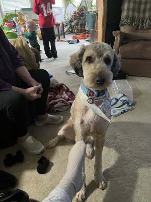 Photo of Oliver (Ollie)
