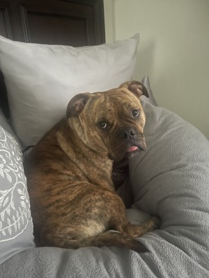 Photo of Bella